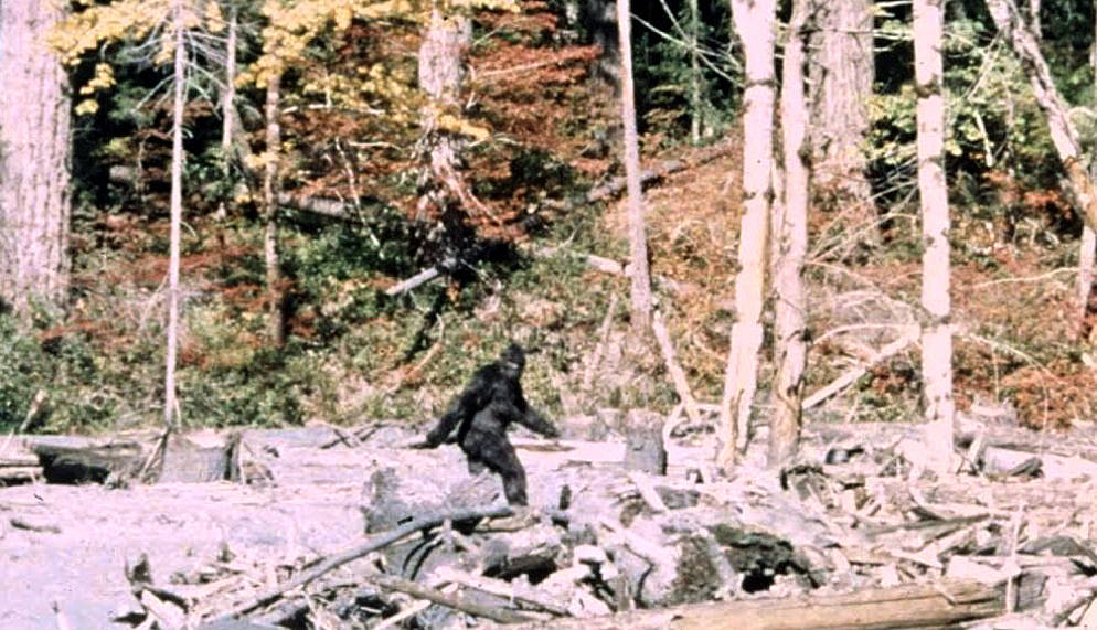 Image taken from the Patterson-Gimlin footage courtesy of CBC Radio.